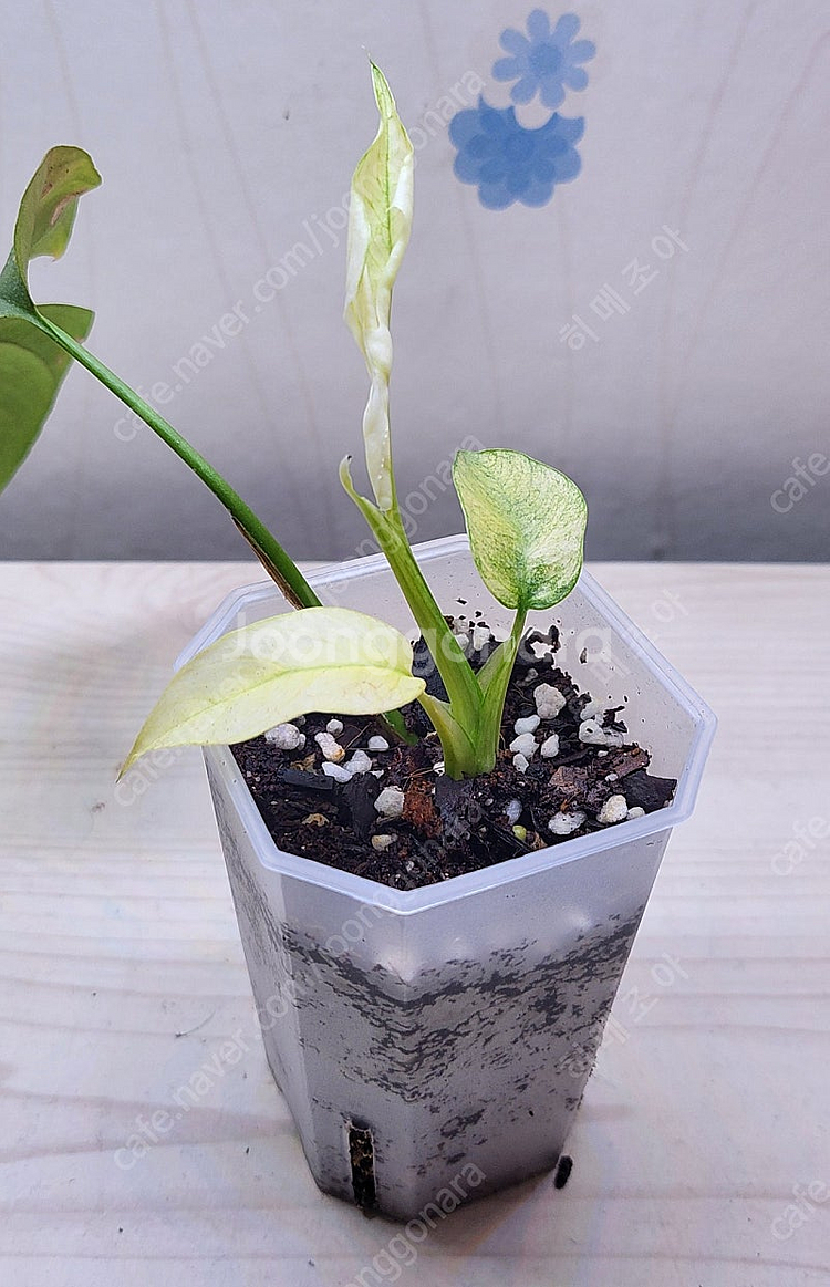 풀민트 히메, 화이트민트 히메, 무늬 히메, 핑크미칸, 마야리 바리에가타 등 여러 희귀식물 분양해요--6